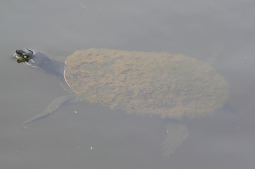 Emydura macquarii