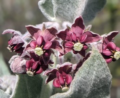 Asclepias californica californica