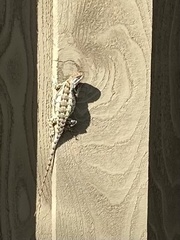 Sceloporus olivaceus