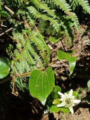 Passiflora cuspidifolia