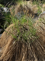 Carex senta