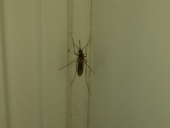 Culex pipiens