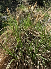 Carex senta