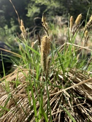 Carex senta