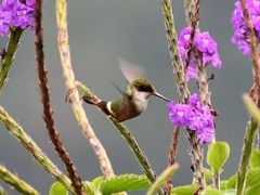Lophornis adorabilis