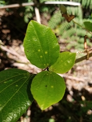 Passiflora cuspidifolia