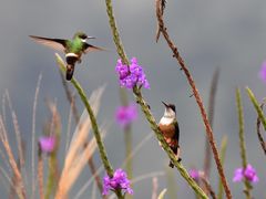 Lophornis adorabilis