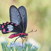 Common Rose Swallowtail - Photo (c) djhiker, some rights reserved (CC BY-NC), uploaded by djhiker