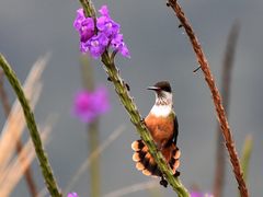 Lophornis adorabilis
