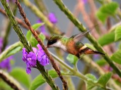 Lophornis adorabilis