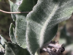 Asclepias californica californica