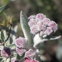 Asclepias californica californica