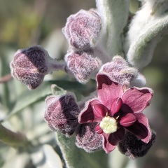 Asclepias californica californica