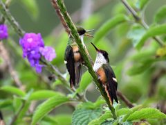 Lophornis adorabilis