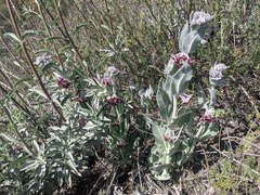 Asclepias californica californica