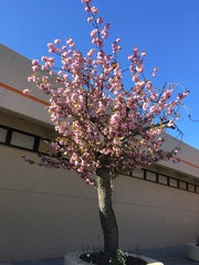 Prunus serrulata