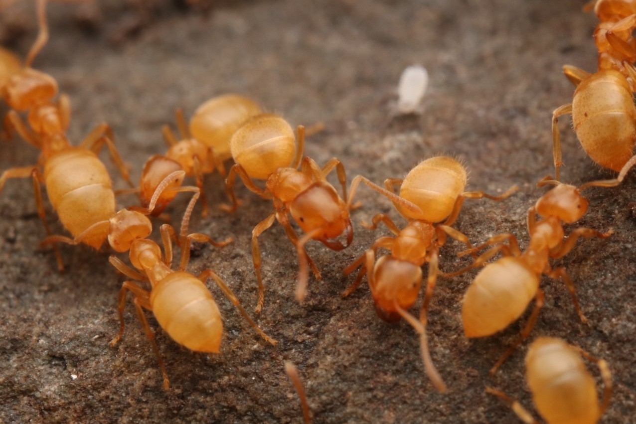 Lasius nearcticus