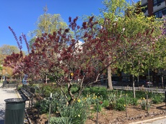 Prunus cerasifera pissardii