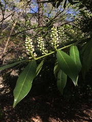 Prunus laurocerasus