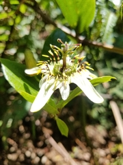 Passiflora cuspidifolia