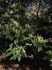 Prunus laurocerasus