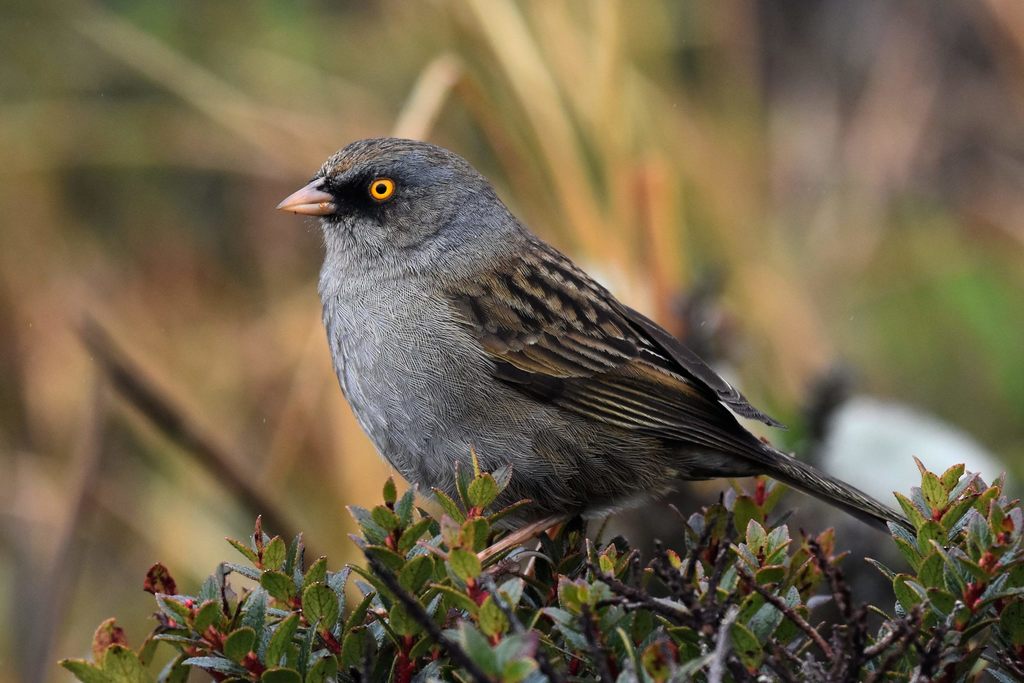 Volcano Junco (Junco vulcani) photo