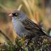 Volcano Junco - Photo (c) Nick Moore, some rights reserved (CC BY-NC), uploaded by Nick Moore