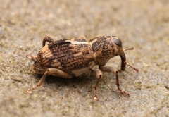 Acoptus suturalis
