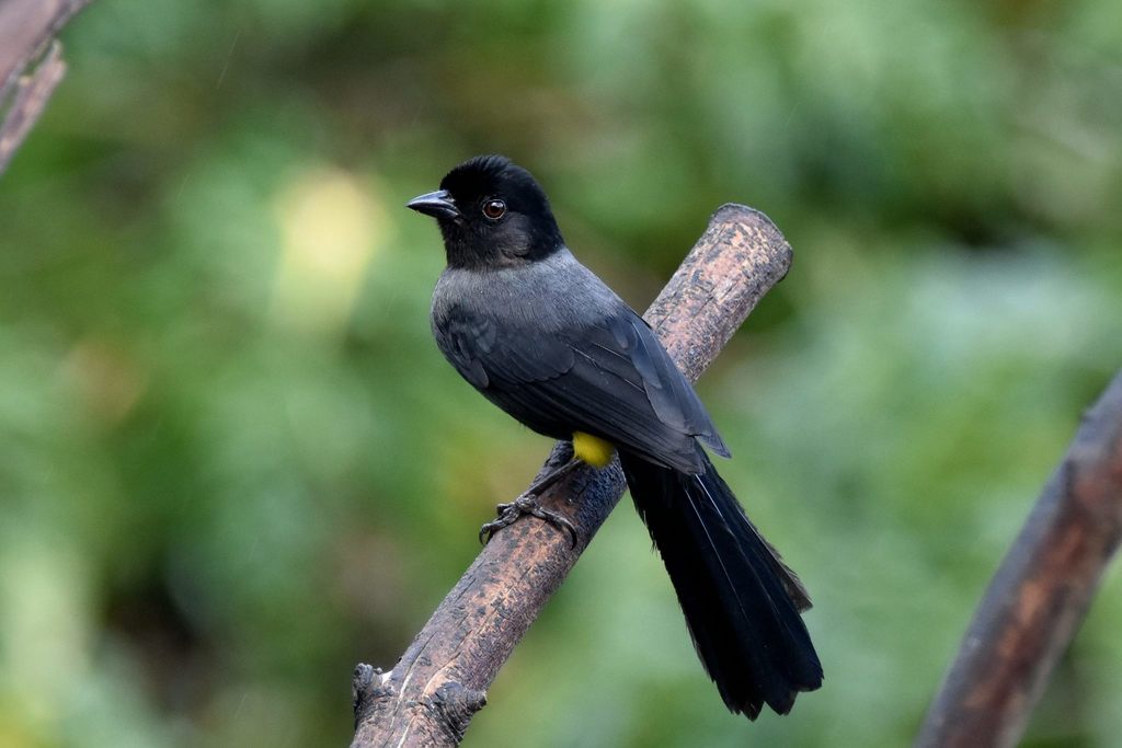 Yellow-thighed Brushfinch photo
