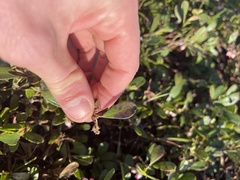 Chrysomyxa arctostaphyli