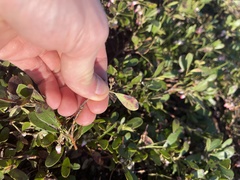 Chrysomyxa arctostaphyli