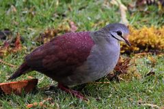 Zentrygon costaricensis