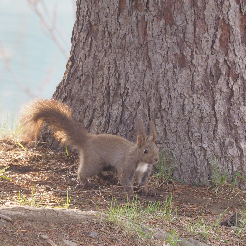 Ezo squirrel
