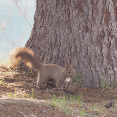 Sciurus vulgaris orientis