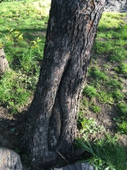 Prunus serotina