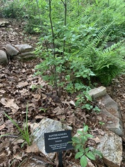 Rhododendron eastmanii