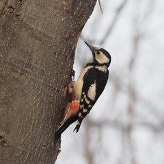 Dendrocopos major japonicus