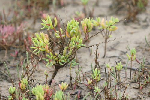 Image of Suaeda Arbusculoides (Suaeda arbusculoides) by no rights reserved