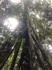 Socratea exorrhiza