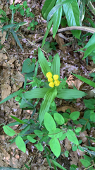 Cephalanthera falcata