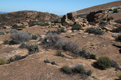 Image of Babiana dregei by (c) Tony Rebelo, some rights reserved (CC BY-SA)