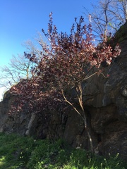 Prunus cerasifera pissardii