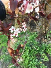 Prunus cerasifera pissardii