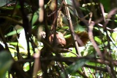 Syndactyla subalaris