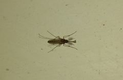 Culex pipiens