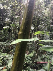 Capirona macrophylla