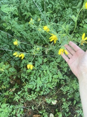 Engelmannia peristenia