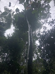 Capirona macrophylla