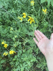 Engelmannia peristenia