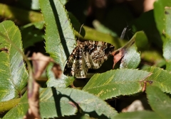 Enchoria lacteata